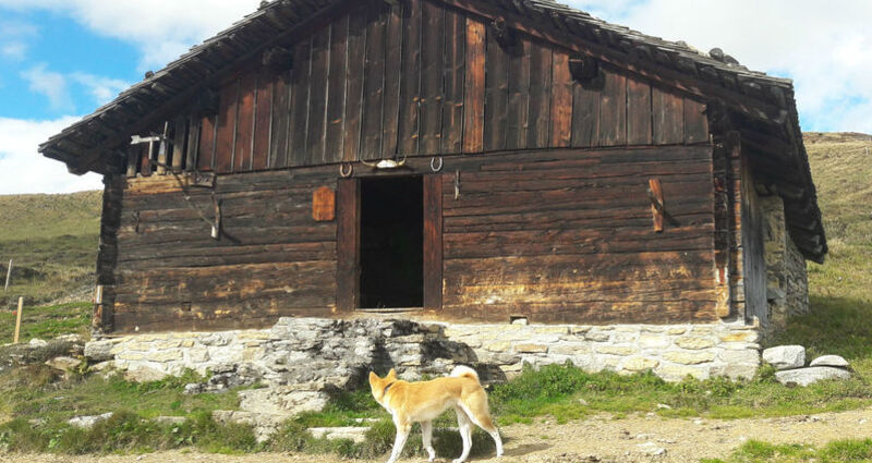 Alpmuseum Staviala Vedra
