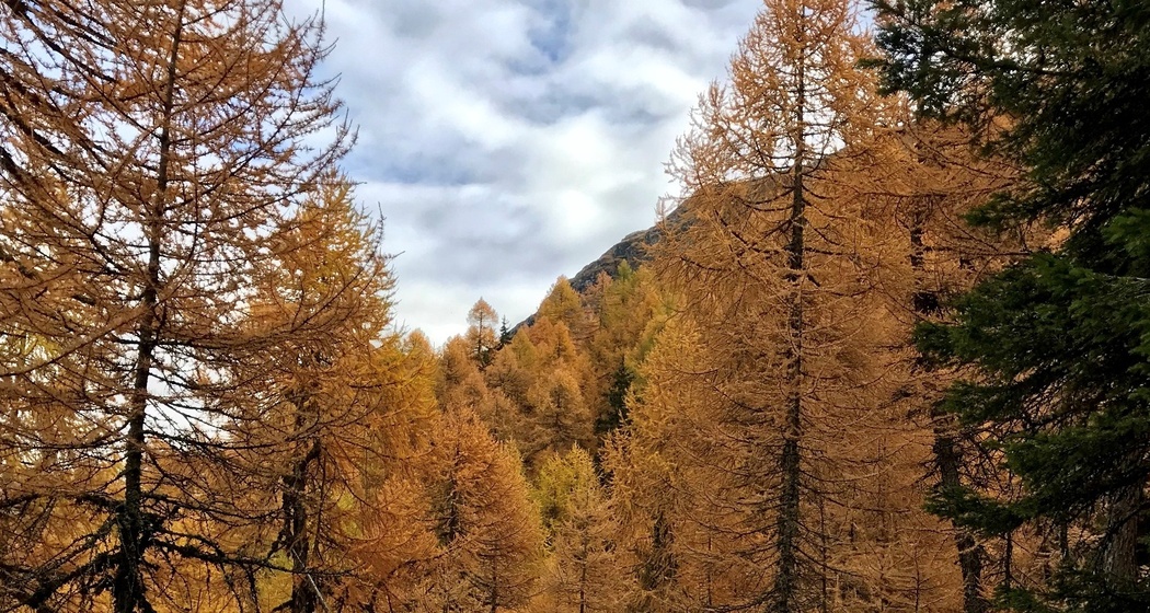 Tga / Val Faller - Marmorera Staudamm (oua_33806436_image)