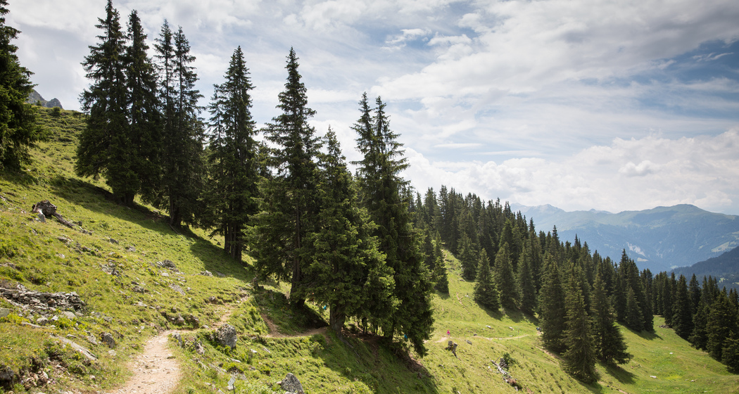 Der Weg führt über Wurzeln, Stock und Stein und durch den Wald