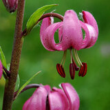 Türkenbund - Liliengewächs - Lilium martagon