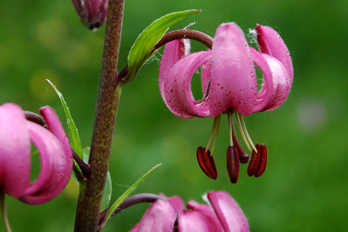Türkenbund - Liliengewächs - Lilium martagon