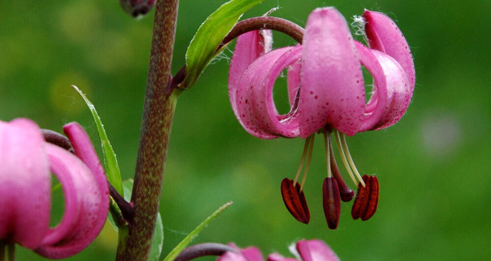 Türkenbund - Liliengewächs - Lilium martagon