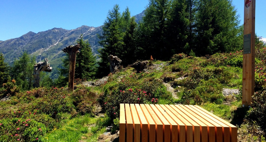 Schutzwald zur Hangstabilisierung