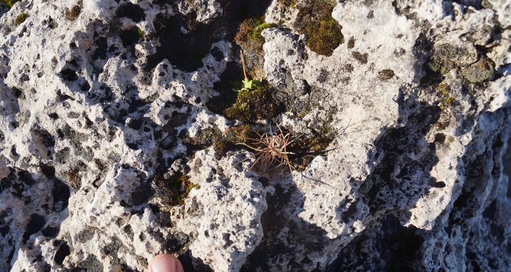 Rauwacke am Spitzmeilen