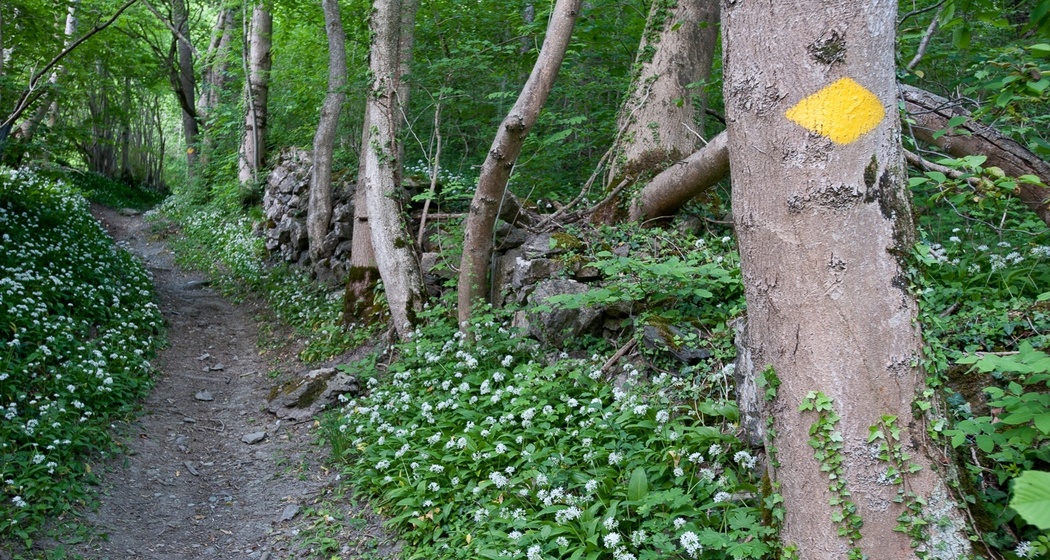 Entlang dem Fluppibach