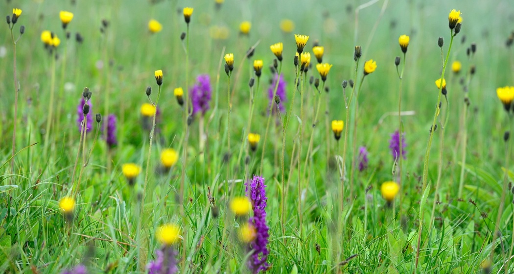Forscherparcours Alp Flix - nicht verfügbar