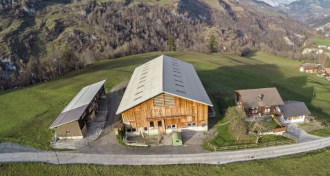 Buontads, Surcasti (oua_36103979_image)