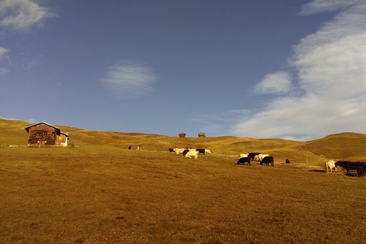 Casaulta's Galloway, Lumbrein (oua_36696626_image)