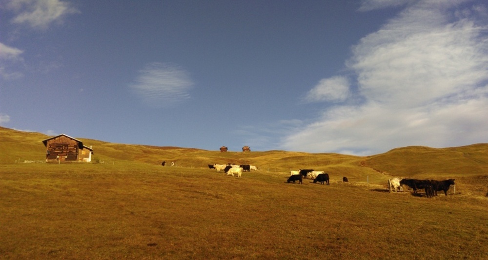Casaulta's Galloway, Lumbrein (oua_36696626_image)