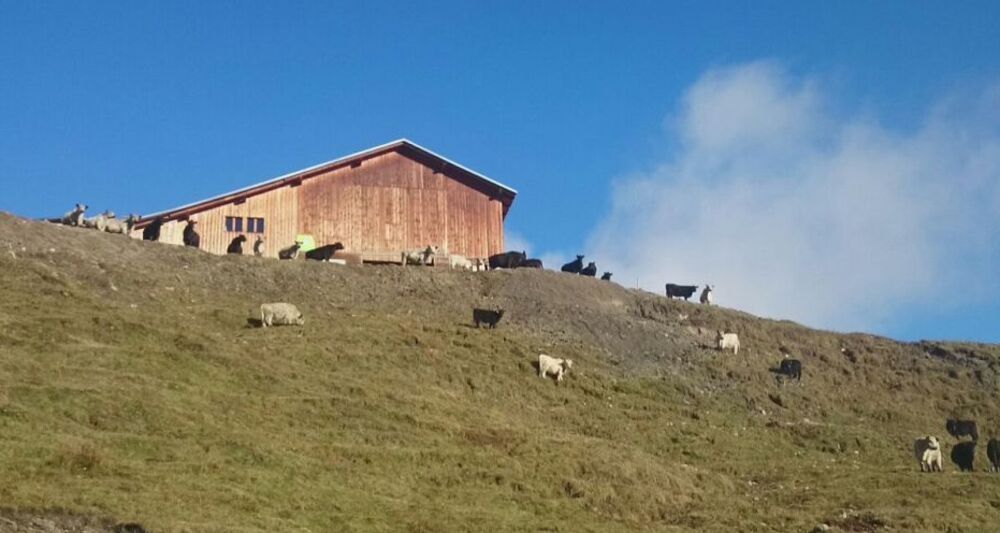 Casaulta's Galloway, Lumbrein (oua_36696627_image)