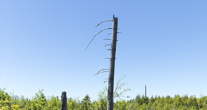 Natura Trail - Parc Ela 2