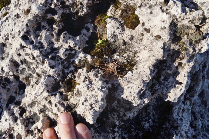 Roughwacke - typical sponge-like appearance