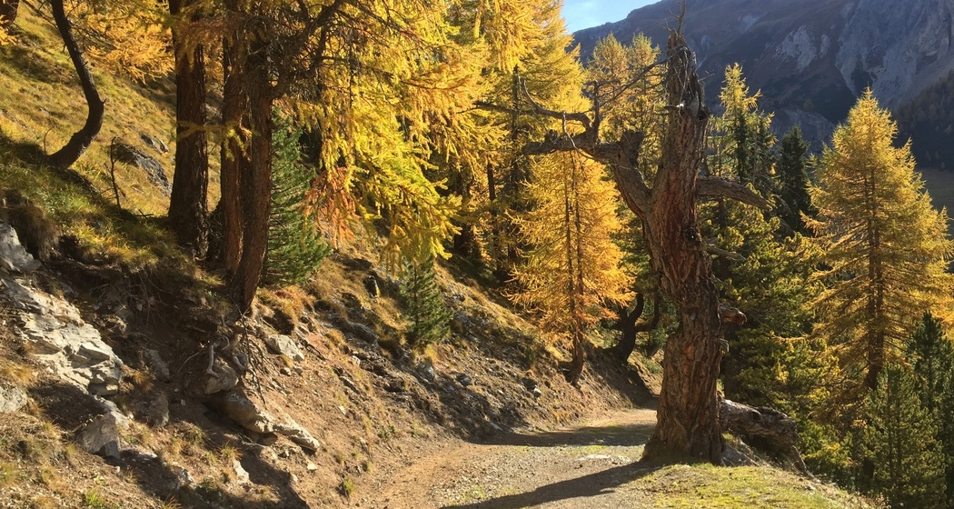Senda Val Müstair vor der Alp Champatsch