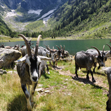 Val Cama - Ogreda, Provesc, Val Cama (oua_37904585_image)