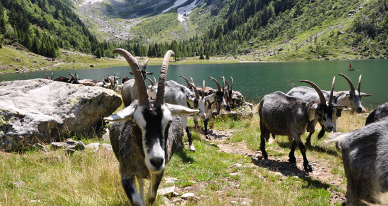 Val Cama - Ogreda, Provesc, Val Cama (oua_37904585_image)