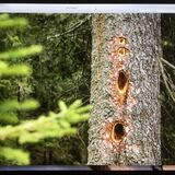 Golena Andrana (oua_37942584_image)