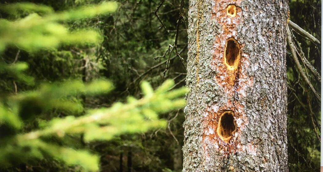 Golena Andrana (oua_37942584_image)