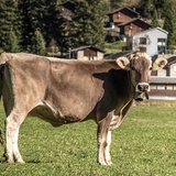 642 Pignela - San Bernardino (Mesolcina) (oua_37942586_image)