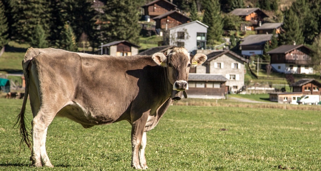 642 Pignela - San Bernardino (Mesolcina) (oua_37942586_image)