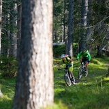 Der eindrückliche Lärchenwald bei Lantsch / Lenz