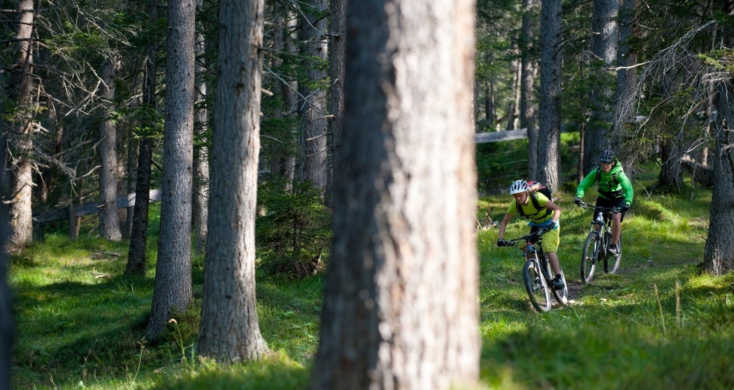 Der eindrückliche Lärchenwald bei Lantsch / Lenz
