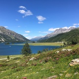 Alpine rose bloom at Lej da Segl