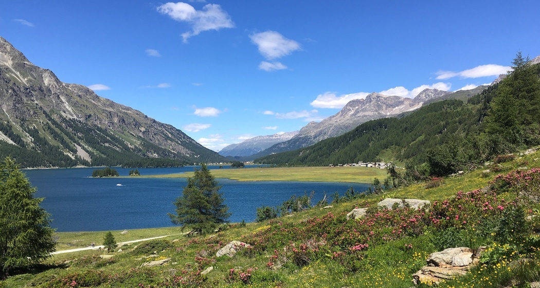 Alpenrosenblüte am Lej da Segl