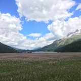 Mountain spring at Lake Silvaplana