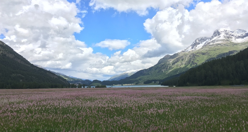 Bergfrühling am Silvaplanersee