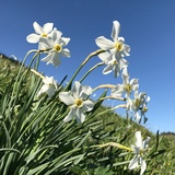 Auch Narzissen findet man am Fanaserberg