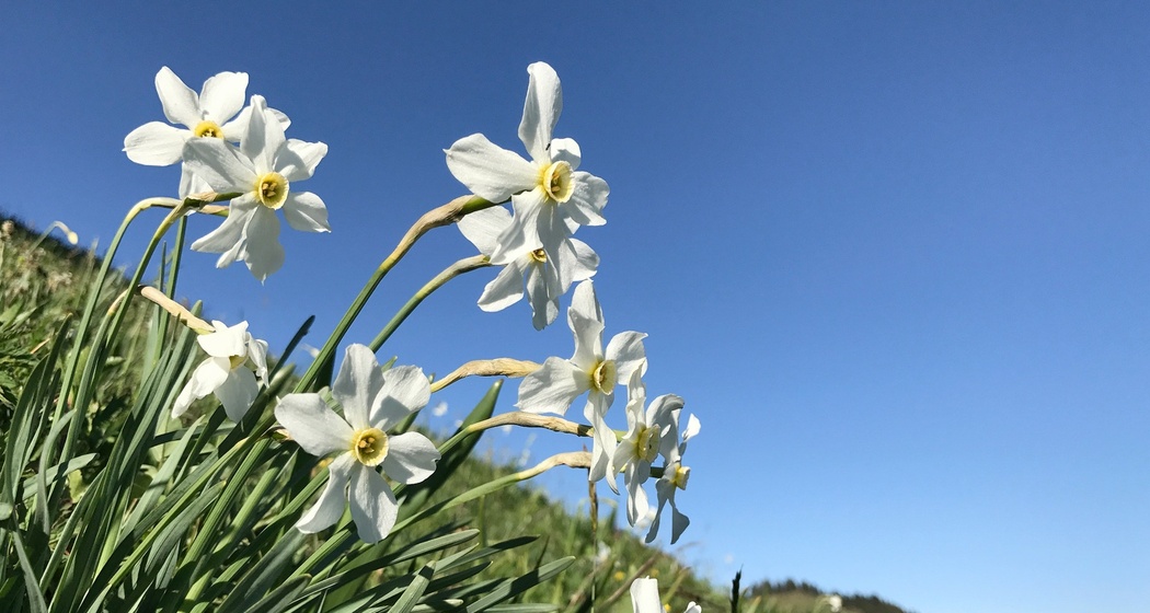 Auch Narzissen findet man am Fanaserberg