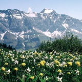 Farbenpracht vor dem Schesaplanamassiv