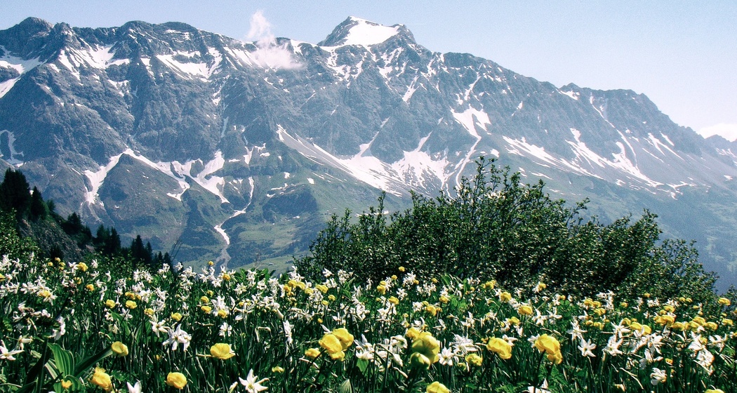 Farbenpracht vor dem Schesaplanamassiv