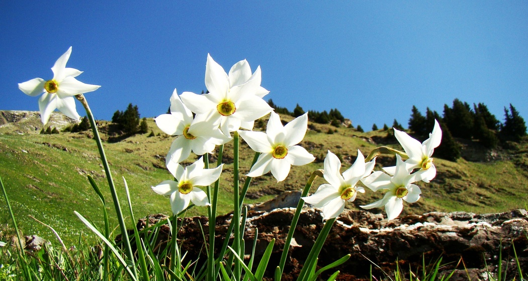 Narzissenpracht im Prättigau