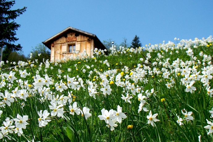 Ein Maiensäss «umzingelt» von duftenten Narzissen