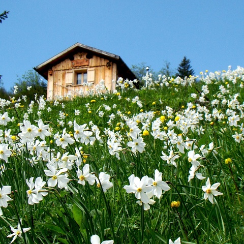 An alpine seasonal pasture 'surrounded' by fragrant daffodils