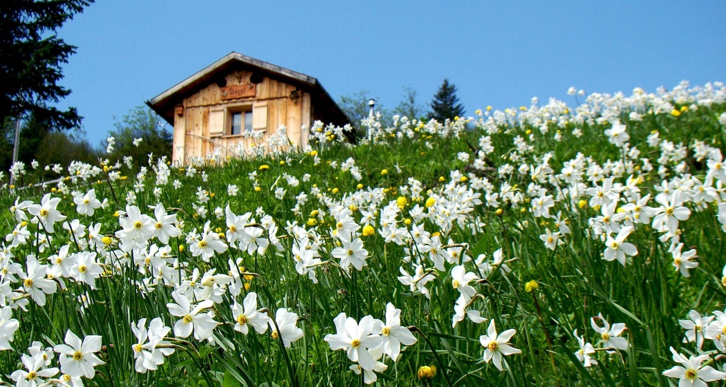 Ein Maiensäss «umzingelt» von duftenten Narzissen