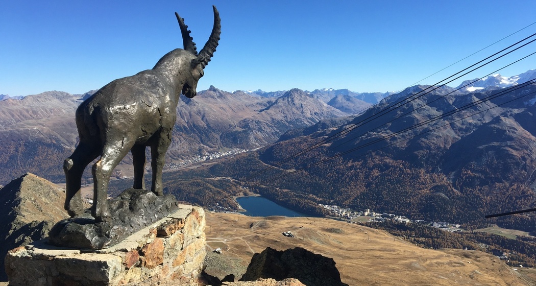 Steinbock auf dem Piz Nair