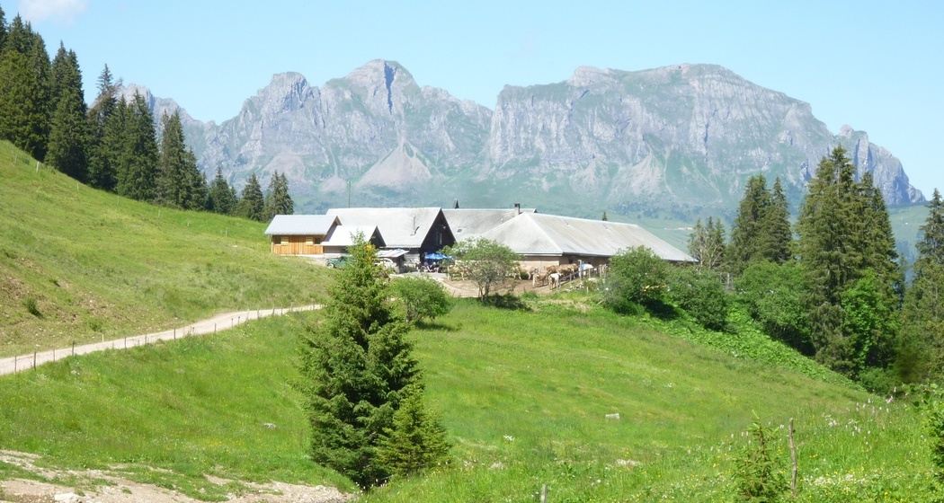 Alp Kohlschlag vor Bergkulisse