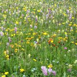 Alpenflora-Erlebnispfad (oua_3971692_image)