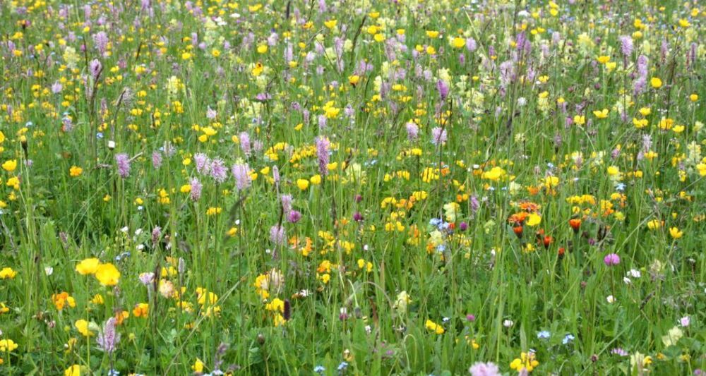 Alpenflora-Erlebnispfad (oua_3971692_image)