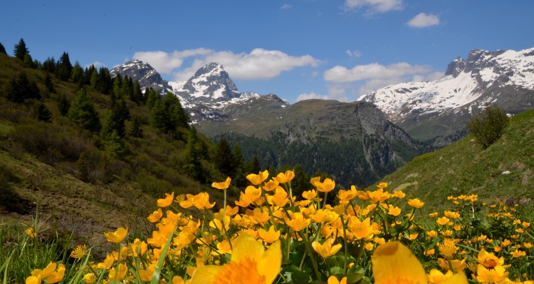 Marmorera - Alp Flix - Rona (oua_39779025_image)