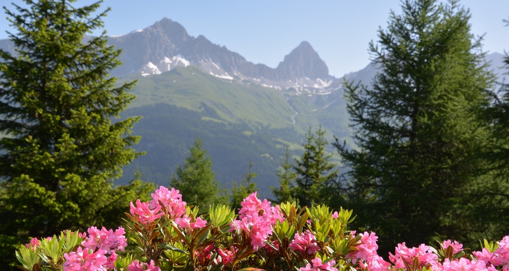 Savognin - Parseiras - Got Grond - Motta Tscharnoz - Alp Tarvisch - Savognin (oua_39847382_image)