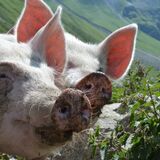 Pensa - Furschela da Colm - Alp d'Err - Bartg - Pensa (oua_40350461_image)