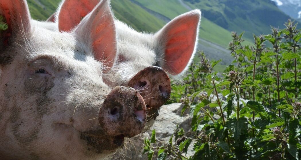 Pensa - Furschela da Colm - Alp d'Err - Bartg - Pensa (oua_40350461_image)