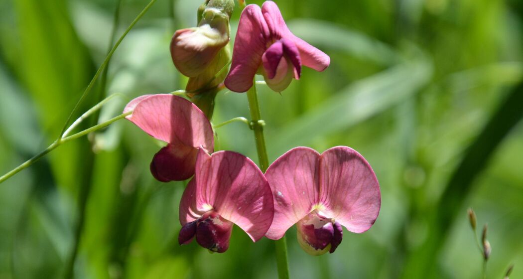 Pensa - Motta d'Err - Alp d'Err - Bartg - Pensa (oua_40351234_image)