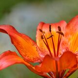 Tgant Pensa - Alp d'Err - Tgant Pensa (suitable for strollers) (oua_40351285_image)