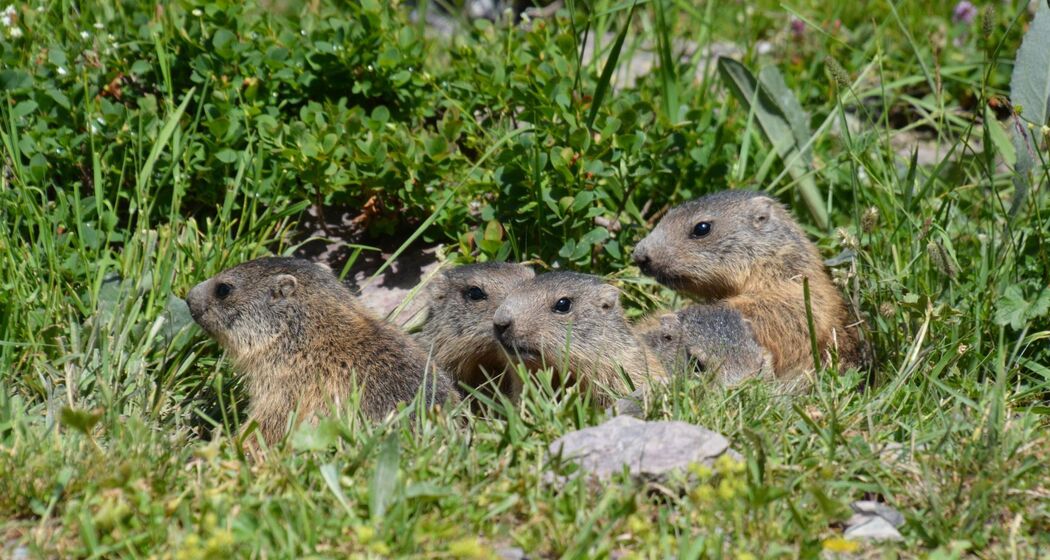 Pensa - Motta d'Err - Alp d'Err - Bartg - Pensa (oua_40351405_image)