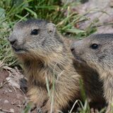 Tgant Pensa - Val d' Err (oua_40351839_image)