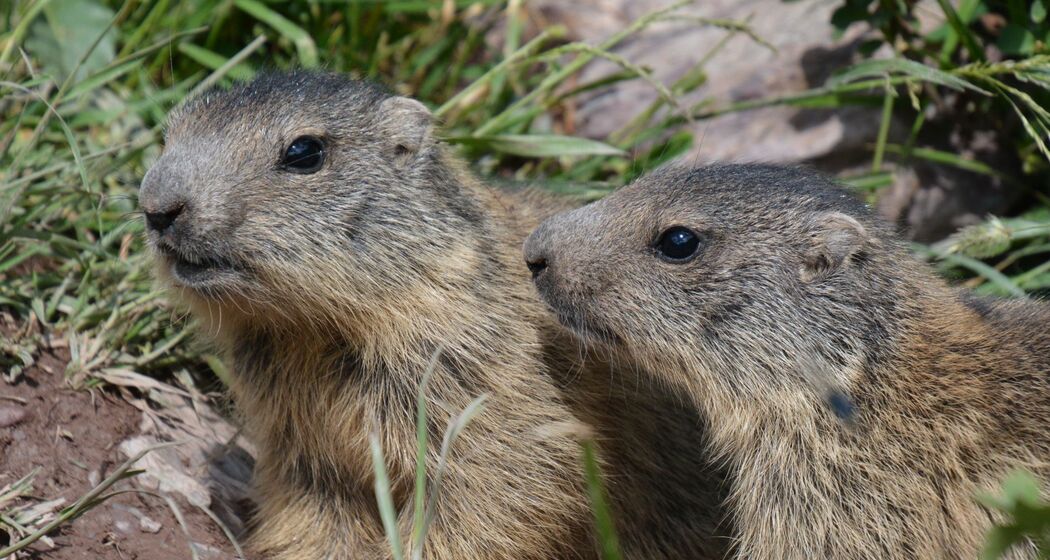 Tgant Pensa - Val d' Err (oua_40351839_image)